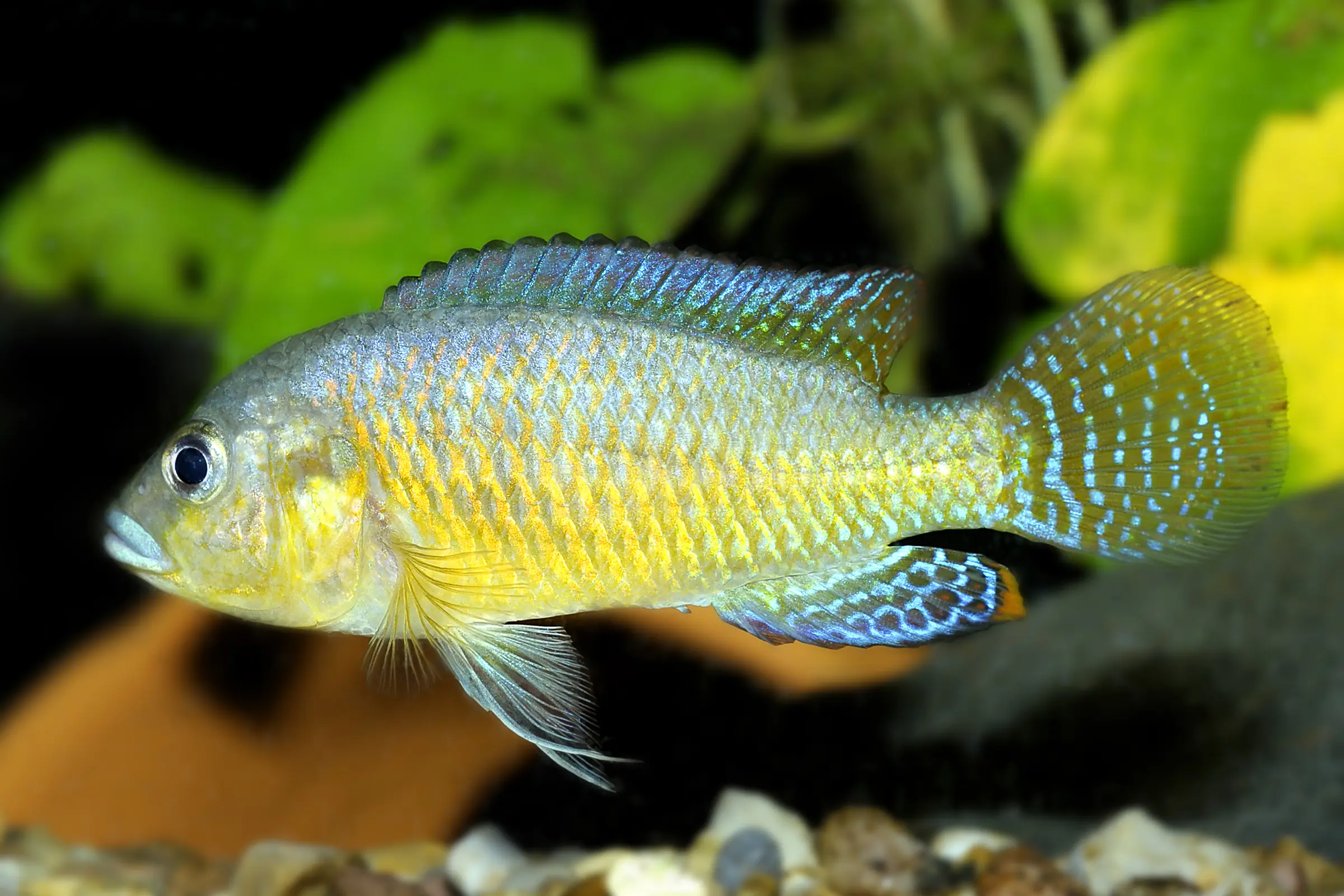 Vielfarbiger Maulbrüter, Pseudocrenilabrus multicolor