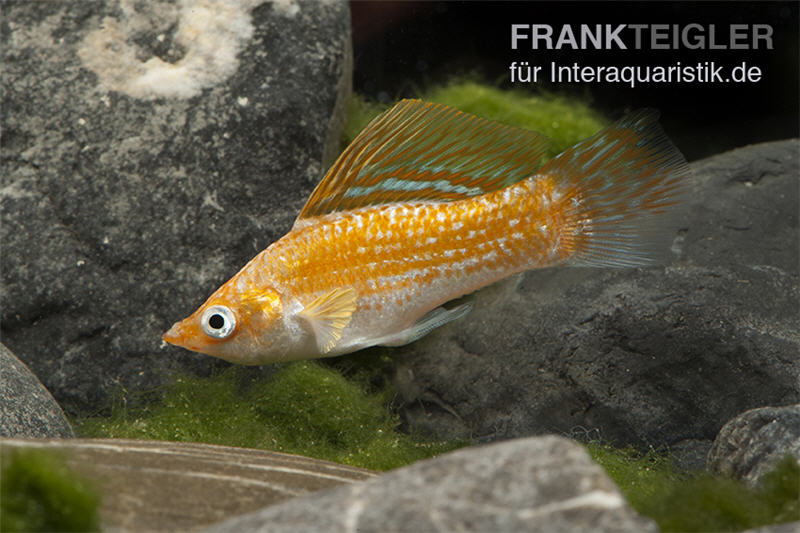 Safran White Belly Molly, Poecilia velifera