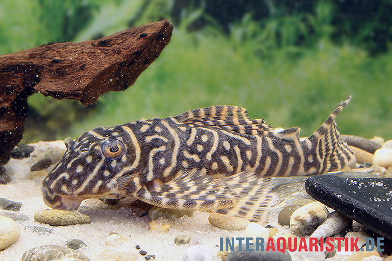 Yellow Zebra Catfish, L401, Hypancistrus sp.