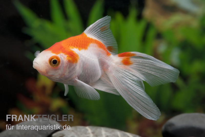 Oranda rot-weiss, Carassius auratus (Kaltwasser)