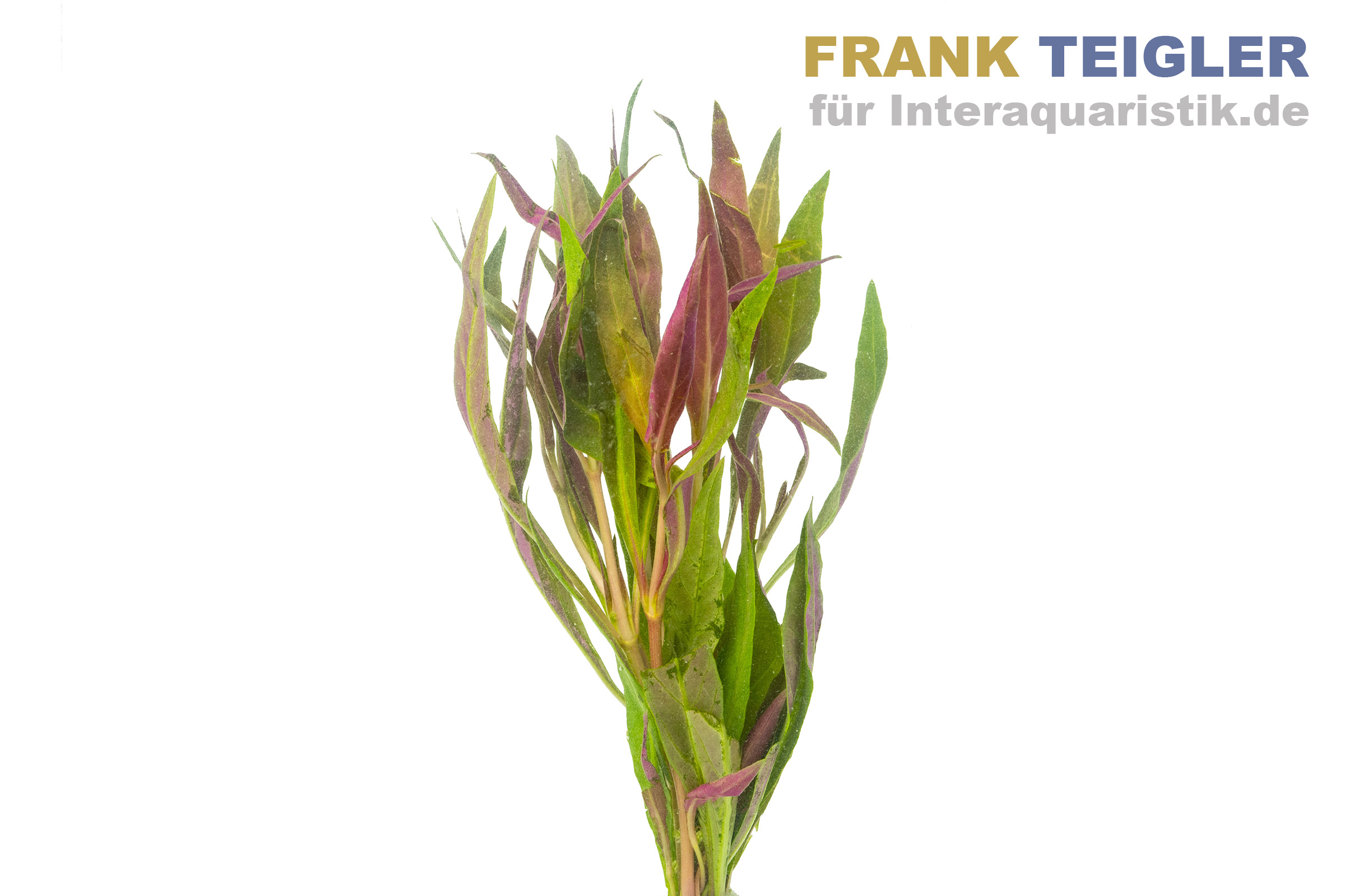 Rosanerviges Papageienblatt, Alternanthera reineckii, Bund