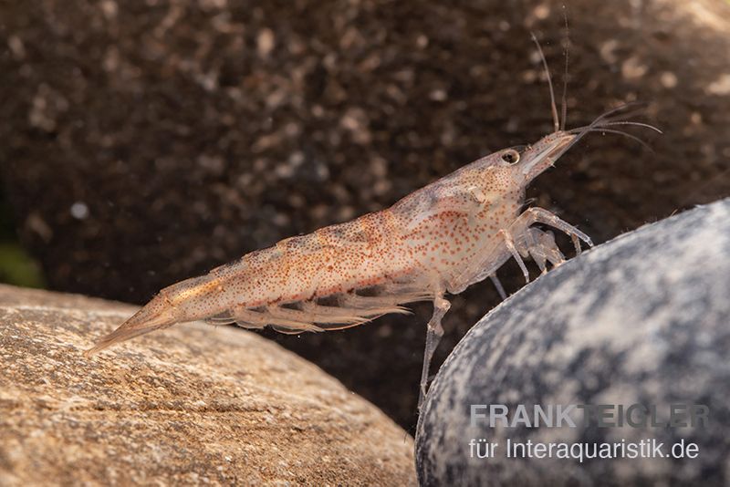 Australische Amanogarnele, Caridina typus (Rarität)