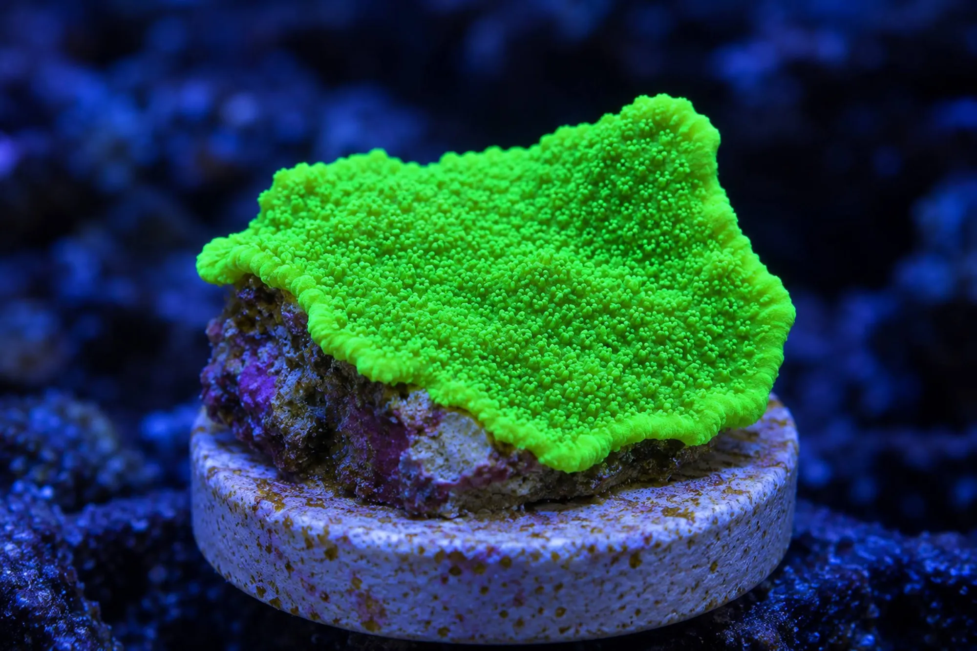 Montipora-Steinkoralle „Neongrün“ (Nachzucht), Montipora hoffmeisteri, Größe S–M