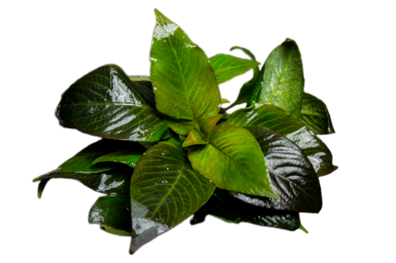 Riesenwasserfreund "Nomaphila", Hygrophila corymbosa, im Topf
