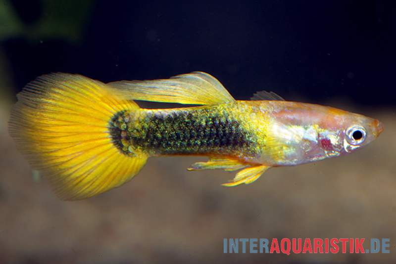 Guppy goldgelb Tuxedo, Poecilia reticulata, Weibchen