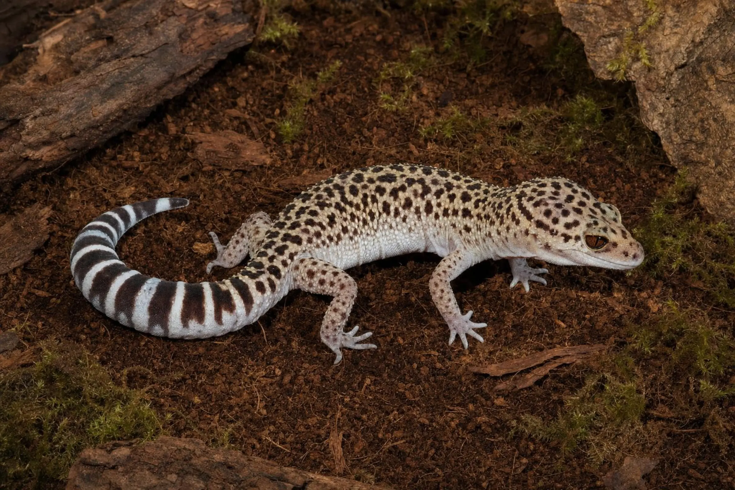 Bawangling-Leopardgecko aus Nachzucht, Goniurosaurus bawanglingensis