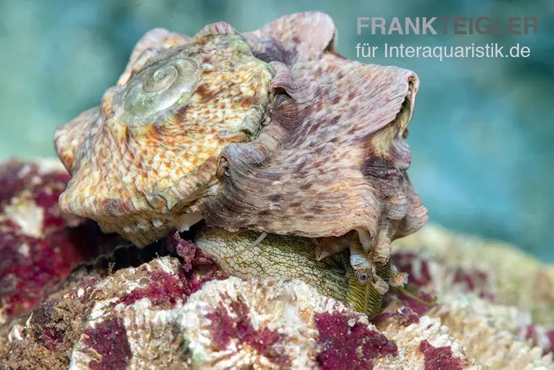 Kronenturbanschnecke, Lunella coronata