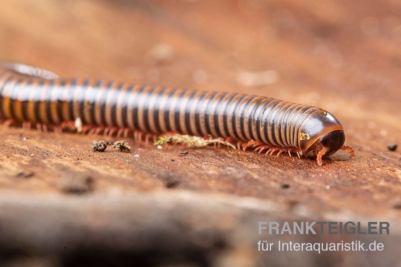 Satun-Tausendfüßer, Spirobolus sp. "Satun"