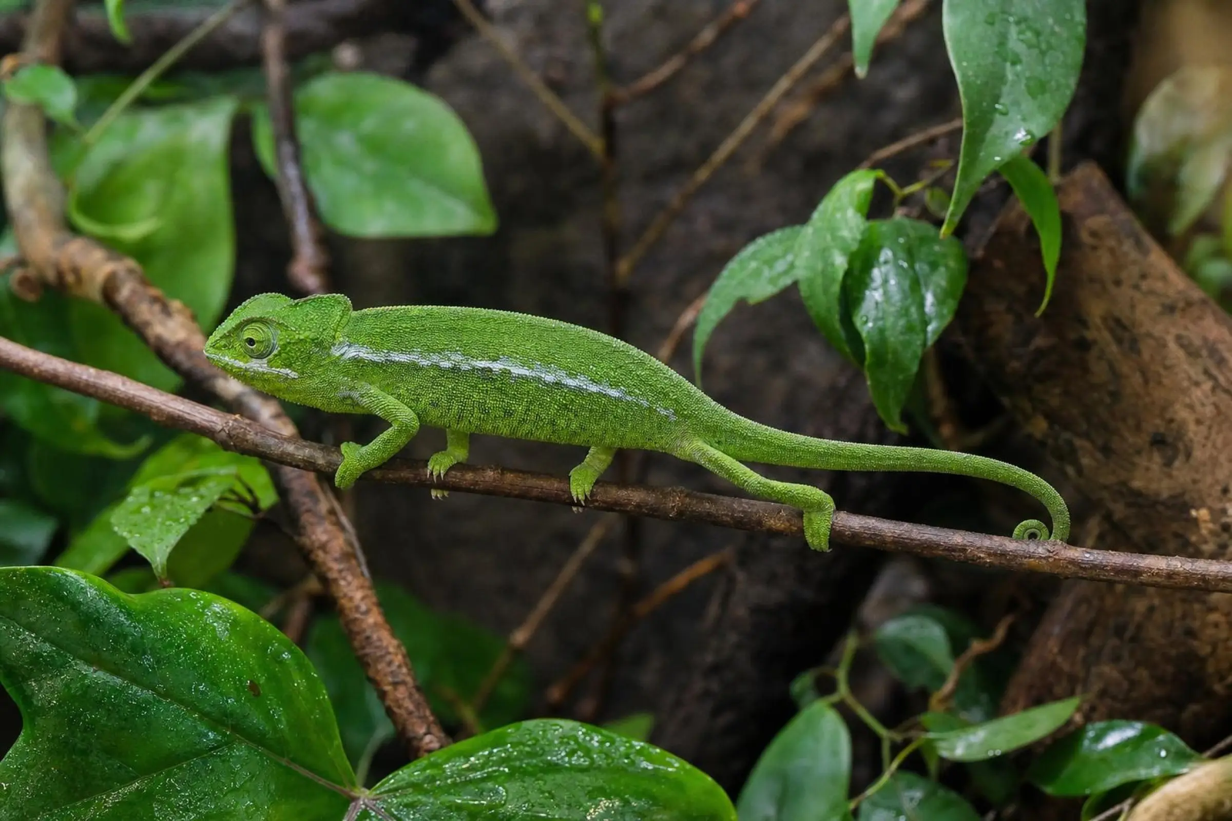 Grünes Chamäleon aus Nachzucht, Furcifer viridis