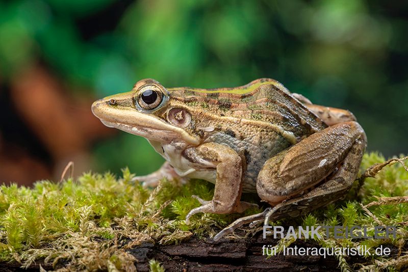 Gestreifter Grasfrosch, Ptychadena porosissima