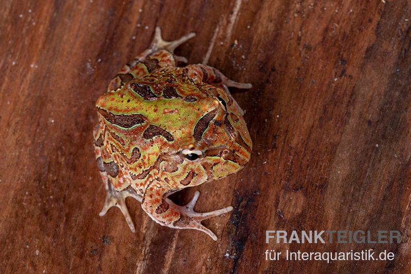 Fantasy Pacman Frog bicolor, Ceratophrys cornuta x Ceratophrys cranwelli