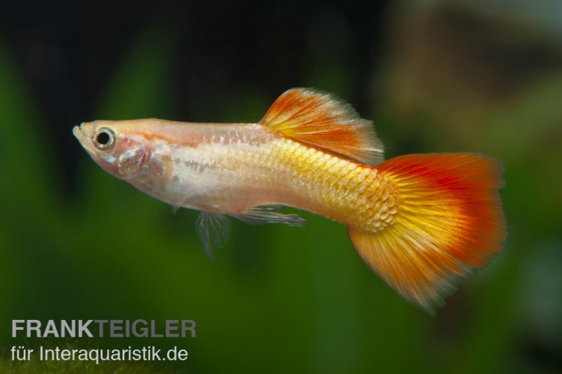 Guppy Sunset, Poecilia reticulata, Guppy Weibchen