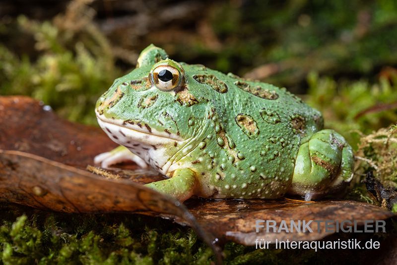 Samurai blue Pacman-Frog, Ceratophrys cranwelli "Samurai blue"