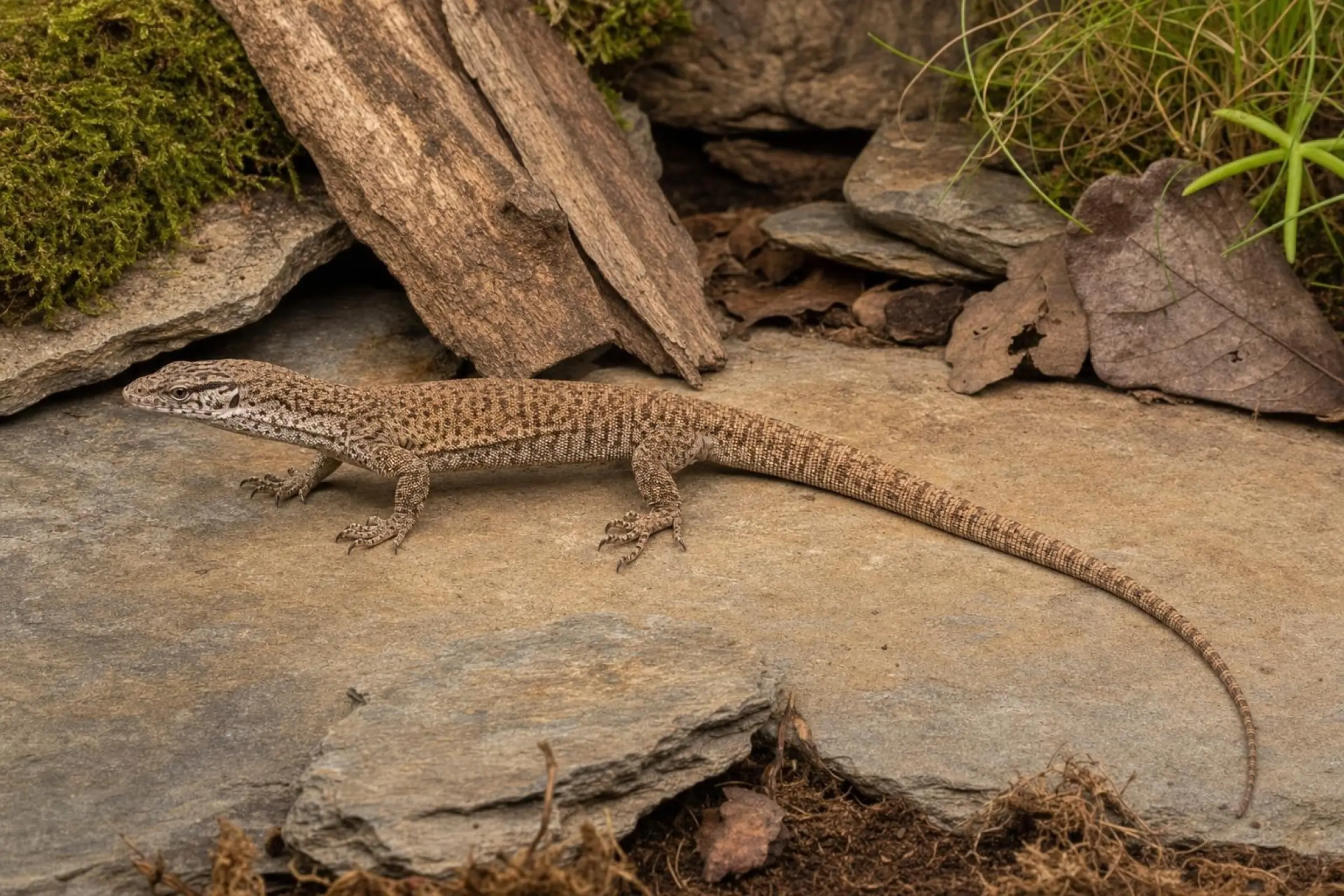 Gillens Zwergwaran, Varanus gilleni
