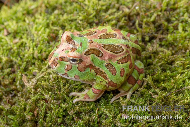 Camouflage-Pacman-Frog, Ceratophrys cranwelli Camouflage