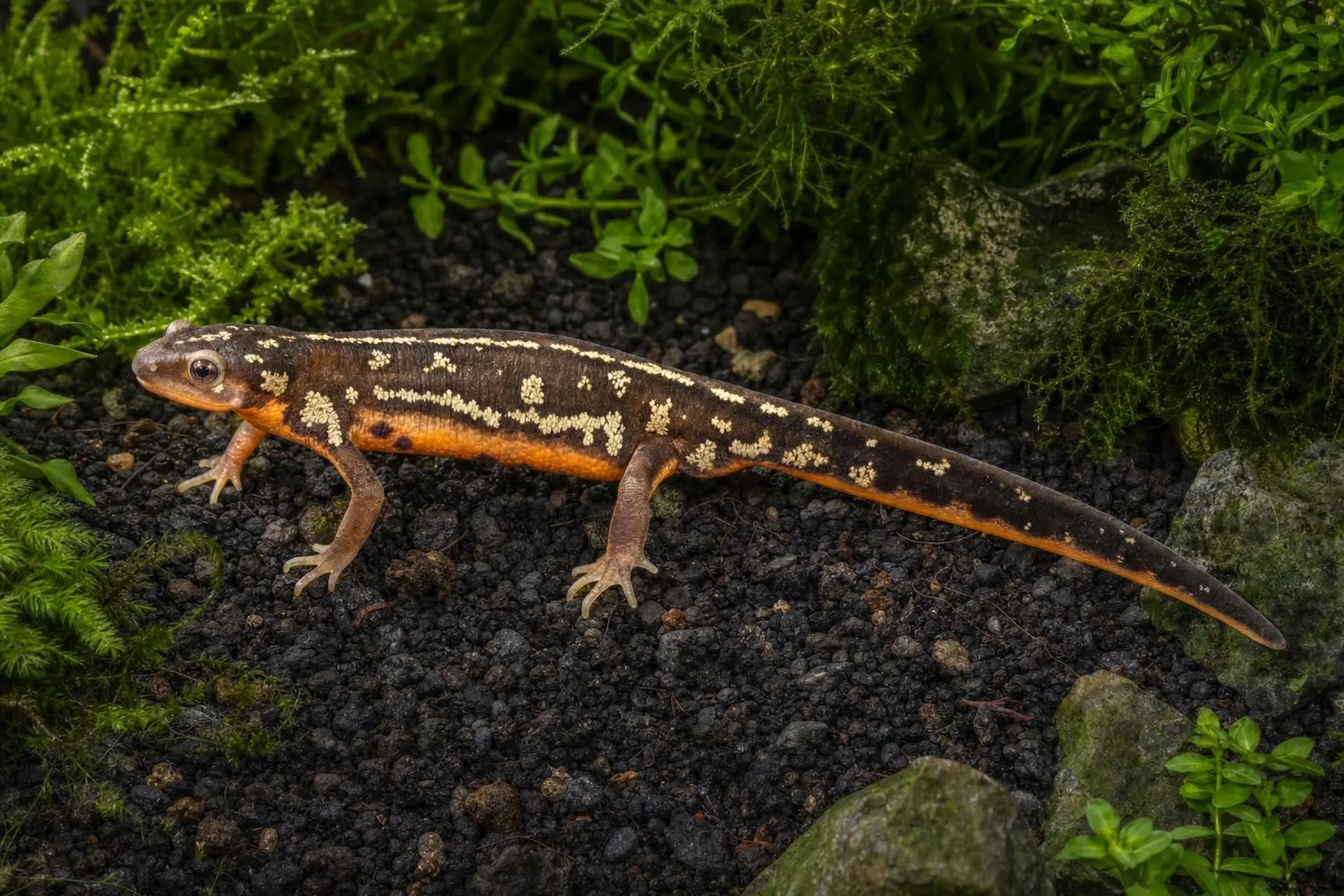 Okinawa-Schwertschwanzmolch het. Albino, Cynops ensicauda poppei
