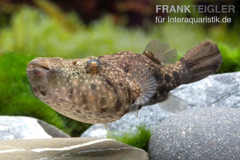 Mekong-Kofferkugelfisch, Tetraodon suvattii