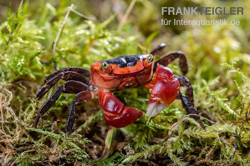 Chamäleonkrabbe, Metasesarma aubryi (Red Apple Crab), Zufällig ausgewählt