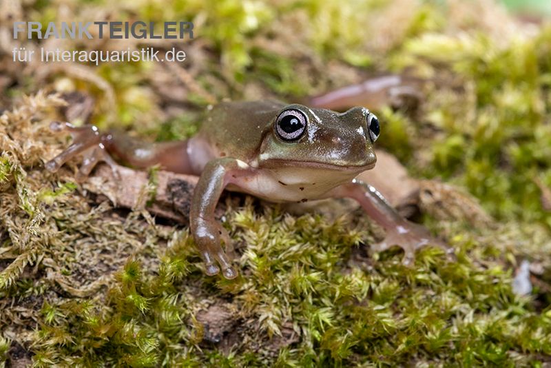 Blauer Korallenfinger-Laubfrosch,  Litoria caerulea