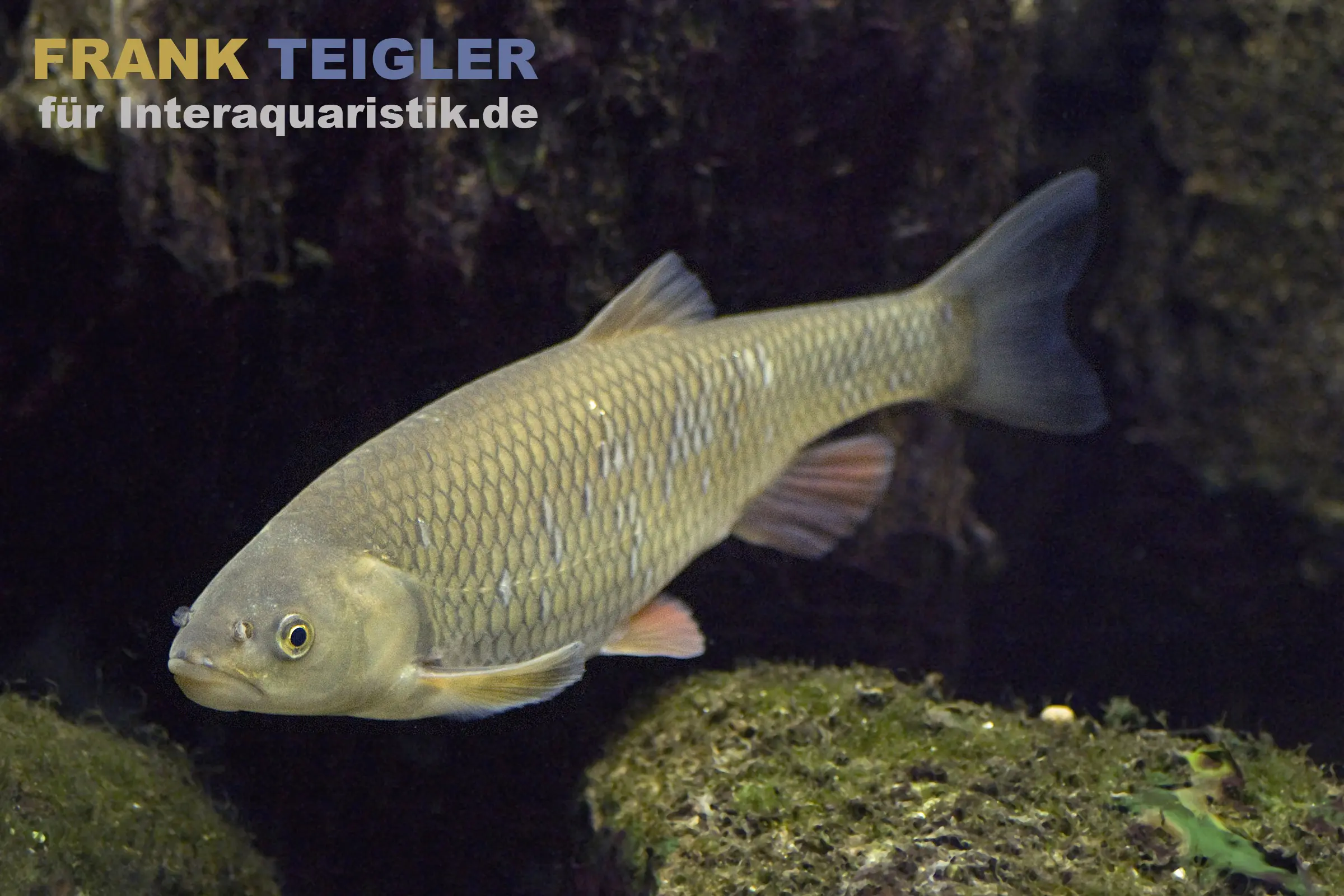 Seitliche Nahaufnahme eines silbrig-gräulichen Rapfen (Leuciscus aspius, Schied) vor dunklem Hintergrund; Produkt: Rapfen 10–12 cm (Kaltwasser) PREIS