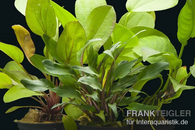 Aquarienpflanzen-Set Siriharaja, 5 Töpfe, Aquariumpflanzen-Set