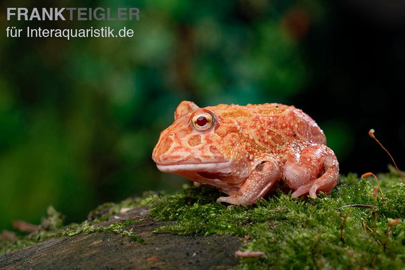 Erdbeer-Pacman-Frog, Ceratophrys cranwelli strawberry