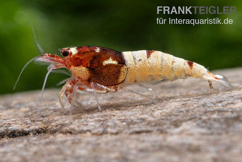 Red Pinto Garnele Mix, Caridina spec. Red Pinto Taiwan