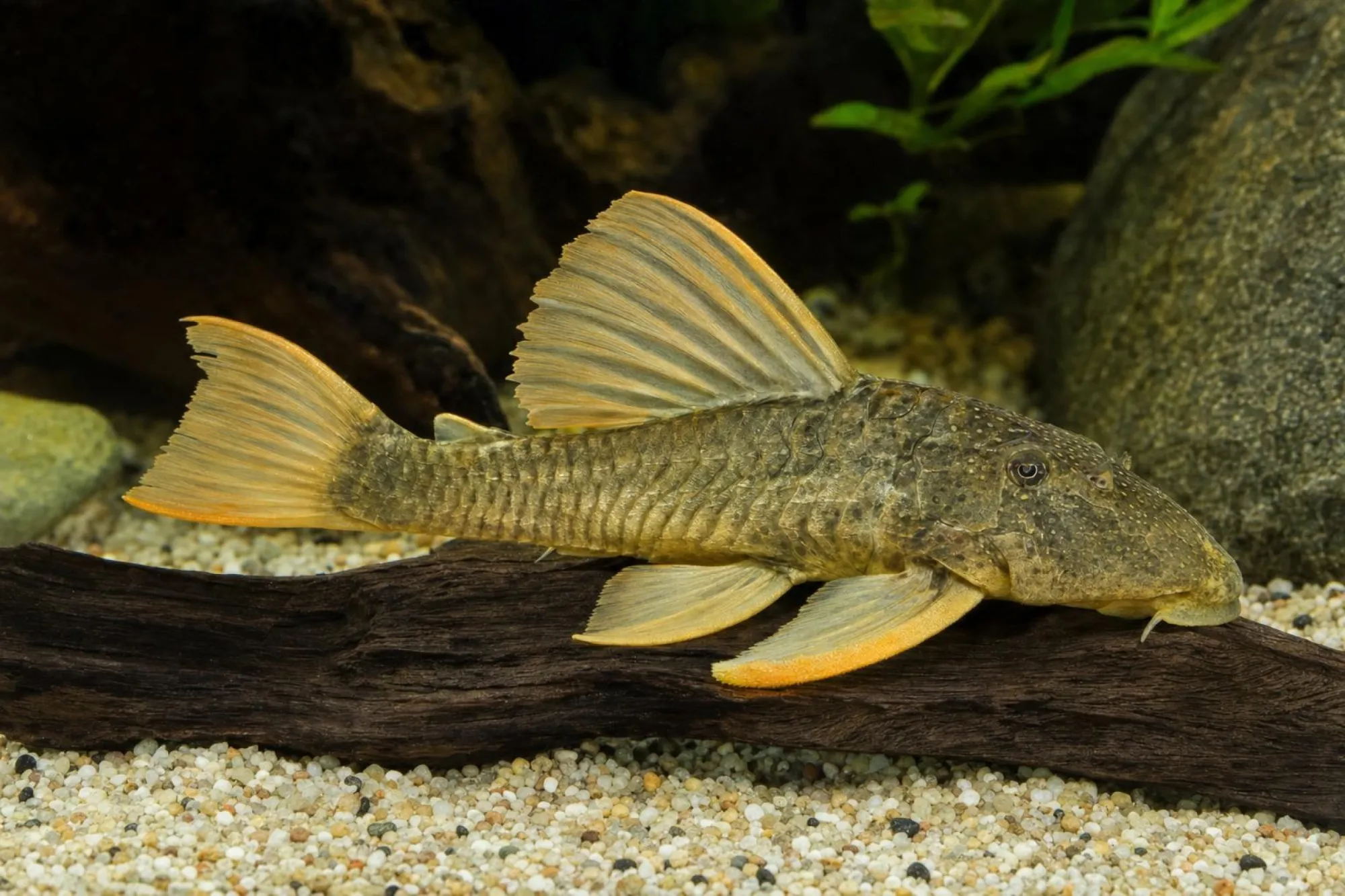 Goldener Segelflossenwels, Hypostomus luteus