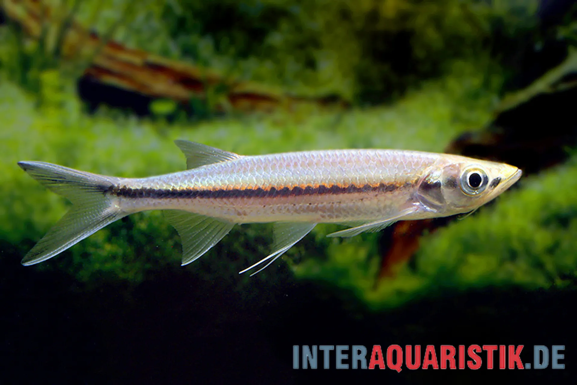 Nahaufnahme eines schlanken Pencilfish/Zierfischs mit schwarzem Längsstreifen und transparenten Flossen vor grünem Aquarienhintergrund, geeignet für Süßwasser-Aquarien