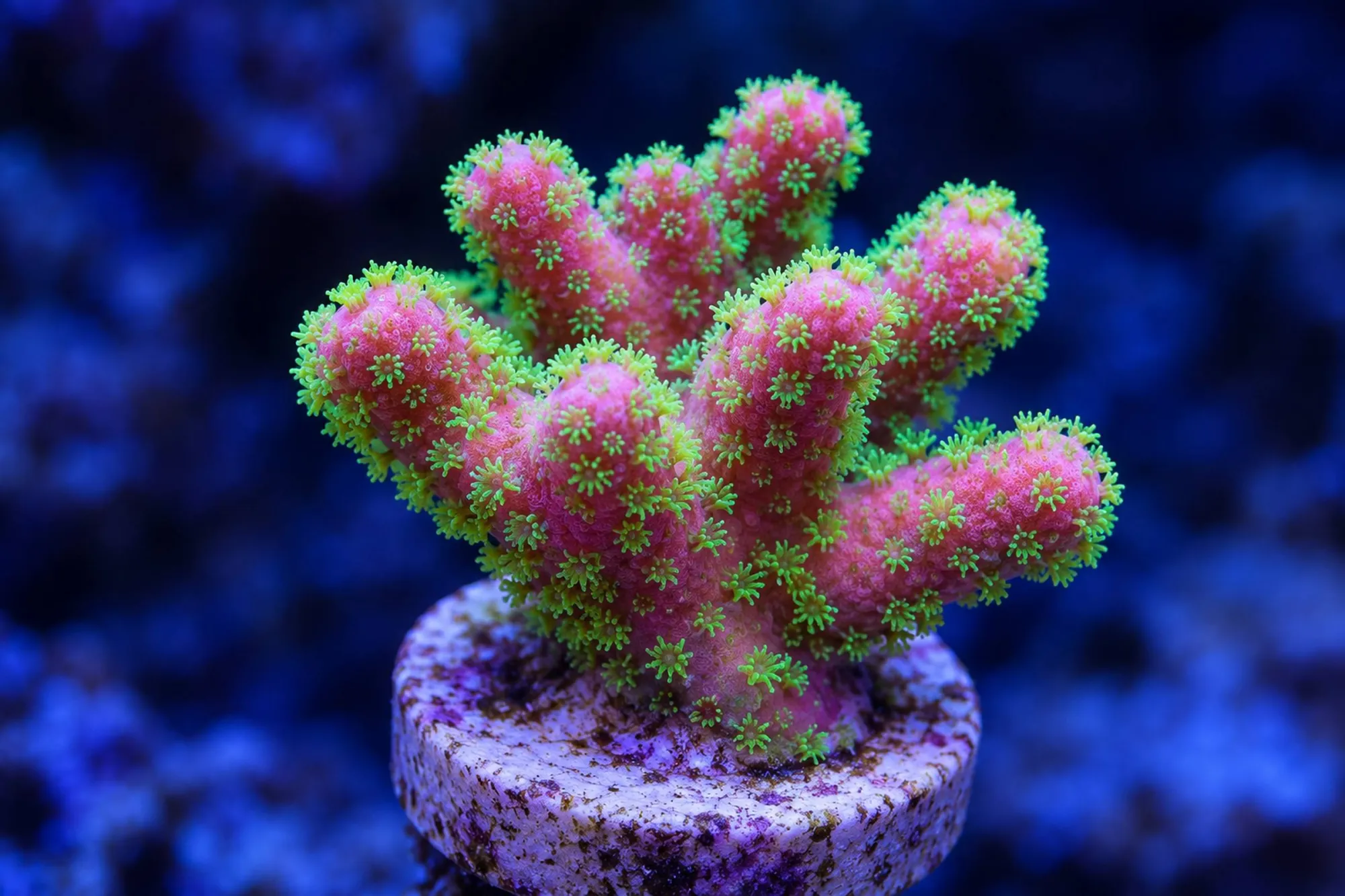 Fingerkoralle „Grün/Pink“ (Nachzucht), Stylophora pistillata, Größe S–M