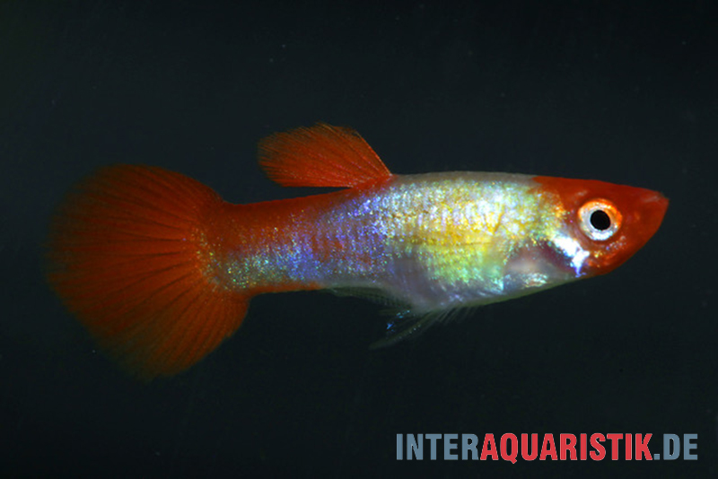 Guppy Red Cap, Poecilia reticulata, Männchen