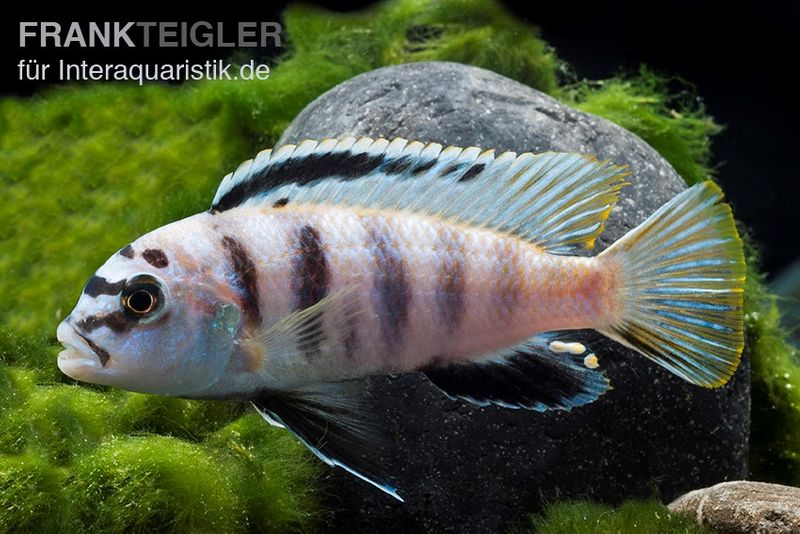 Fsh Perlosi, Hybride aus Pseudotropheus/Labidochromis, DNZ