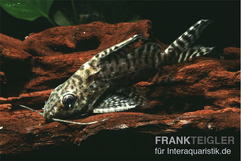 Schmuckflossen-Fiederbartwels, Synodontis eupterus