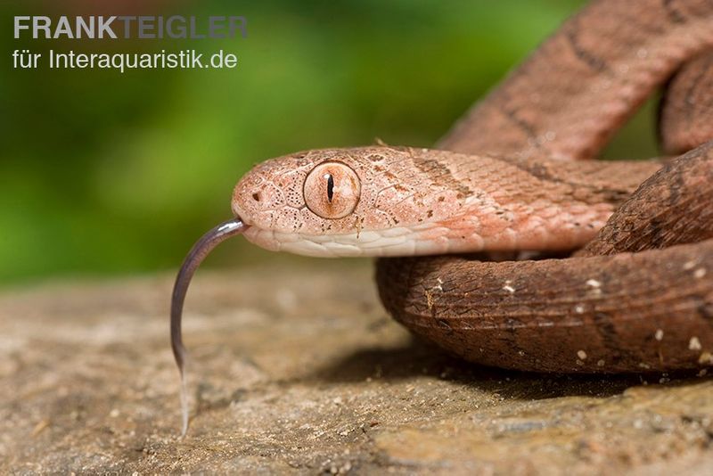 Gansi-Eierschlange, Dasypeltis gansi