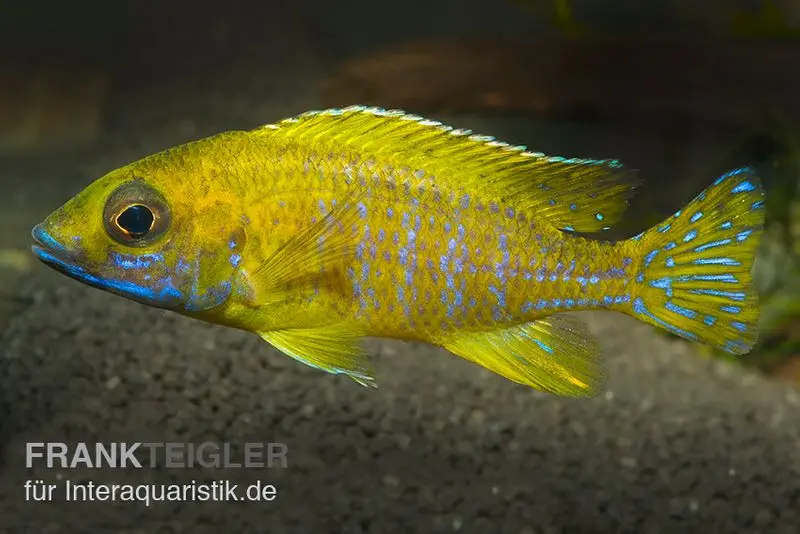 Benga-Pfauenbuntbarsch, Aulonocara baenschi "Benga", DNZ