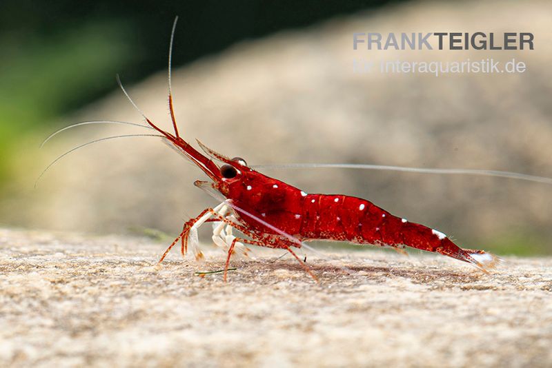 Weißpunkt-Kardinals-Garnele, Caridina spec. White Spot Red Bee