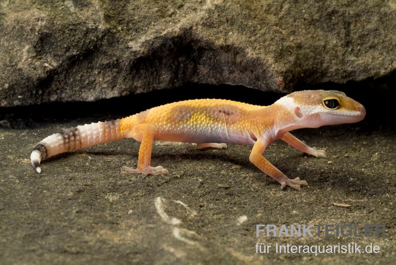 Leopardgecko, Eublepharis macularius, JUNGLE