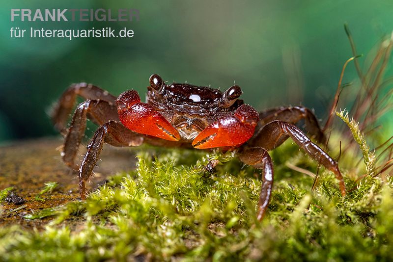 Glühscheren-Vampirkrabbe, Geosesarma penangense, Paar (1 Männchen + 1 Weibchen)