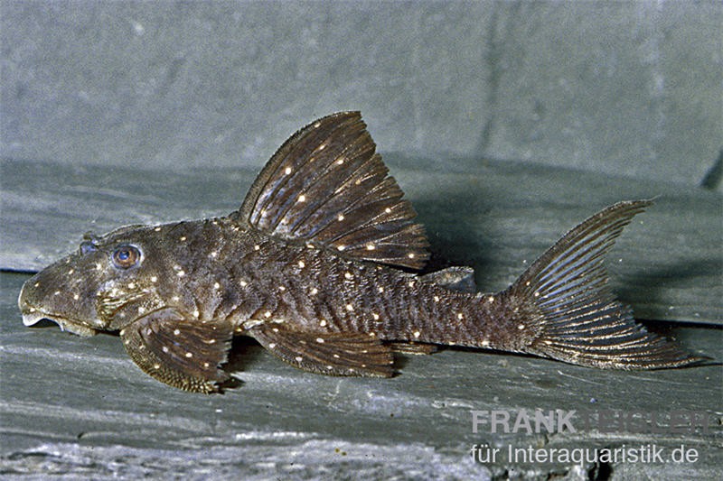 Orange Spot Pleco, LDA31, Panaqolus albomaculatus