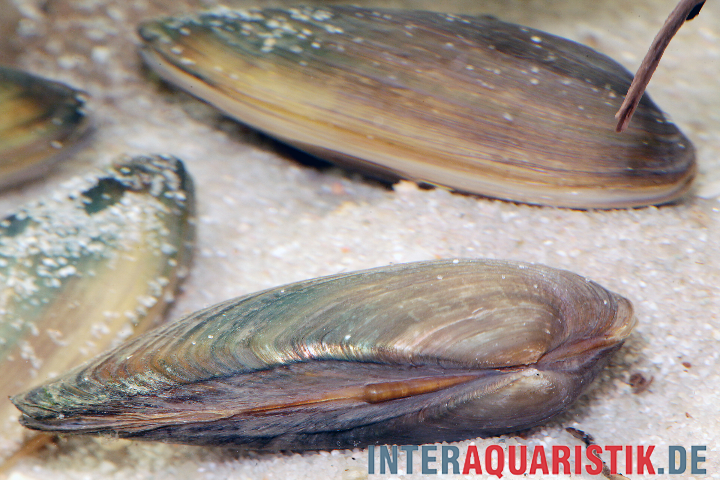 Nahaufnahme einer Flussmuschel im Aquarium