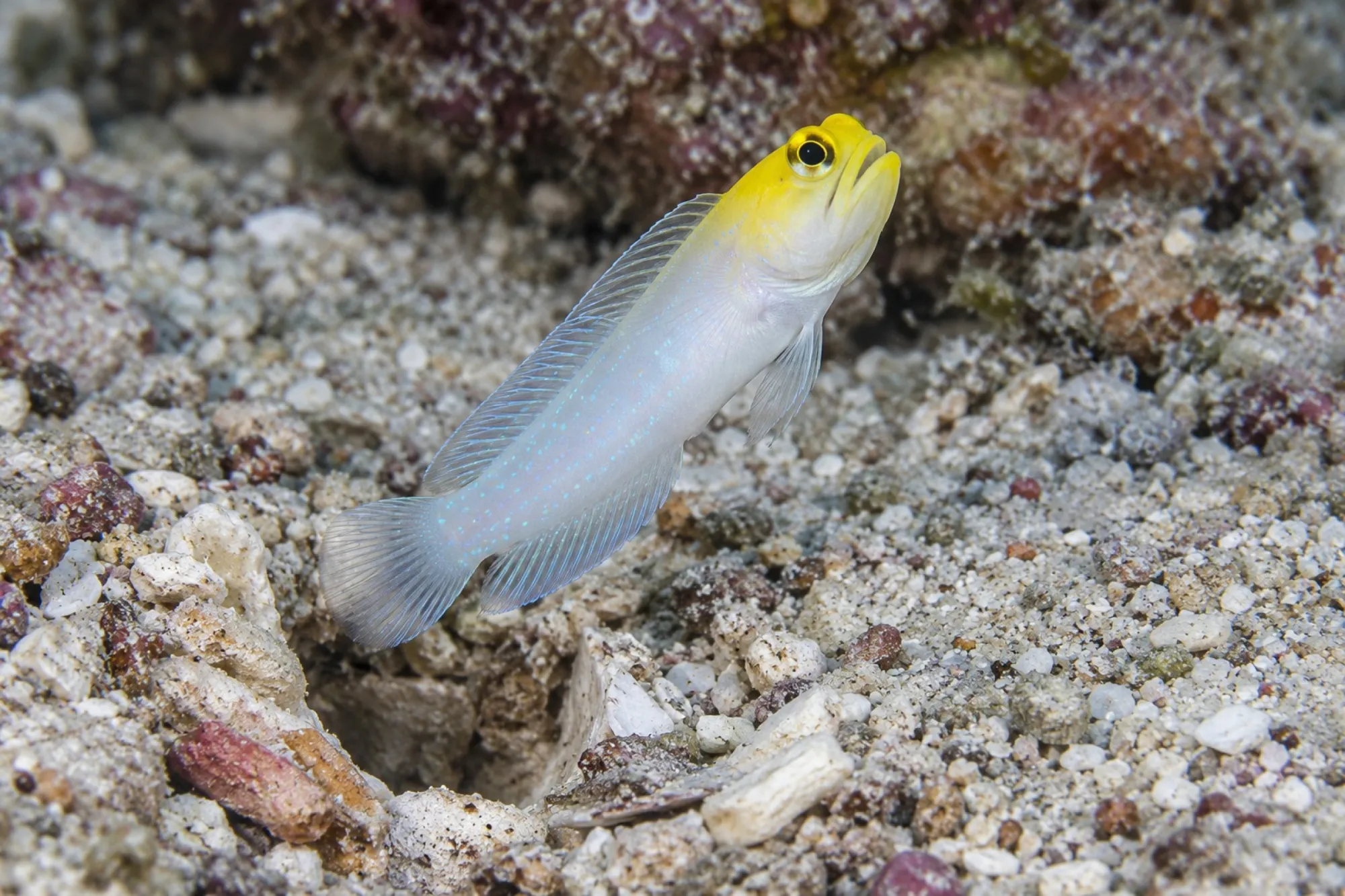 Goldstirn-Brunnenbauer, Opistognathus aurifrons