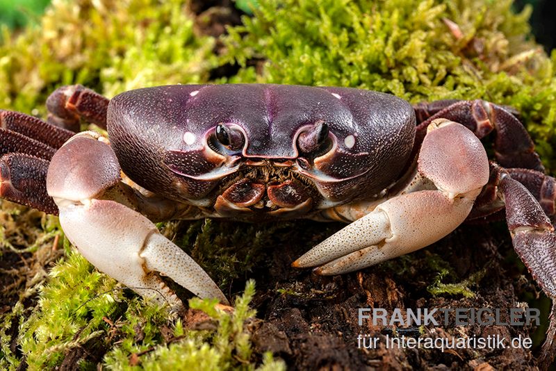 Lila Weihnachtsinselkrabbe, Gecarcoidea humei, Zufällig ausgewählt