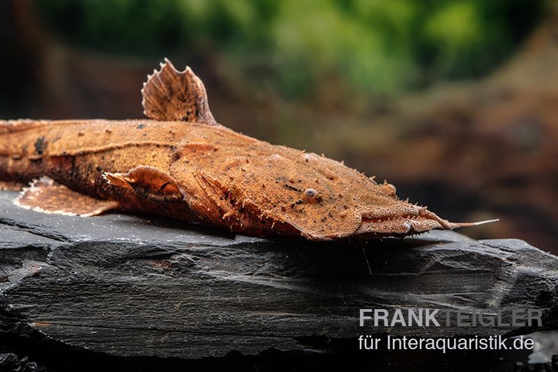 Indonesischer Großmaulwels, Chaca bankanensis