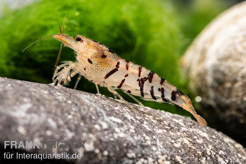 Tigergarnele, Caridina cantonensis Tiger