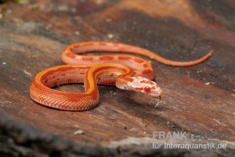 Kornnatter, Pantherophis guttatus AMEL STRIPED