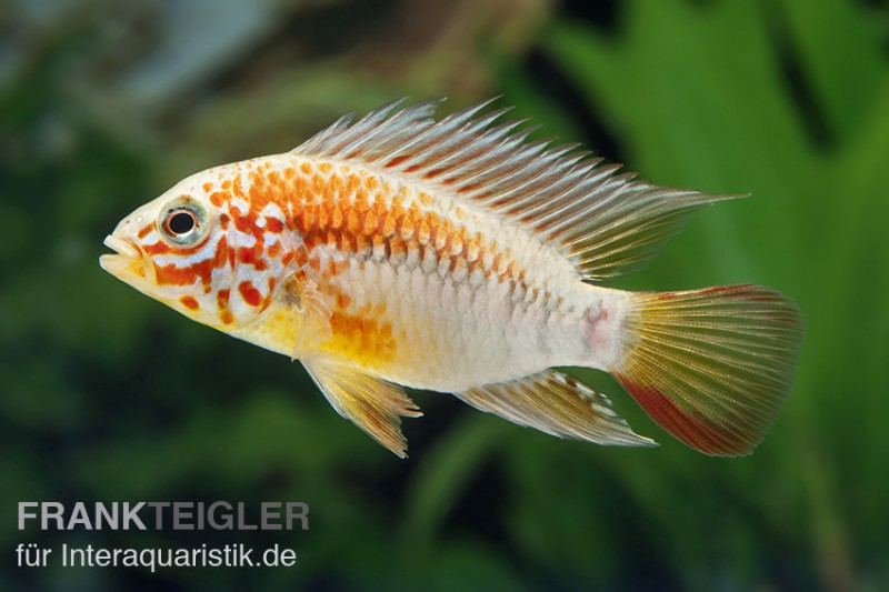 Villavicencio-Buntbarsch, Apistogramma macmasteri, paarweise