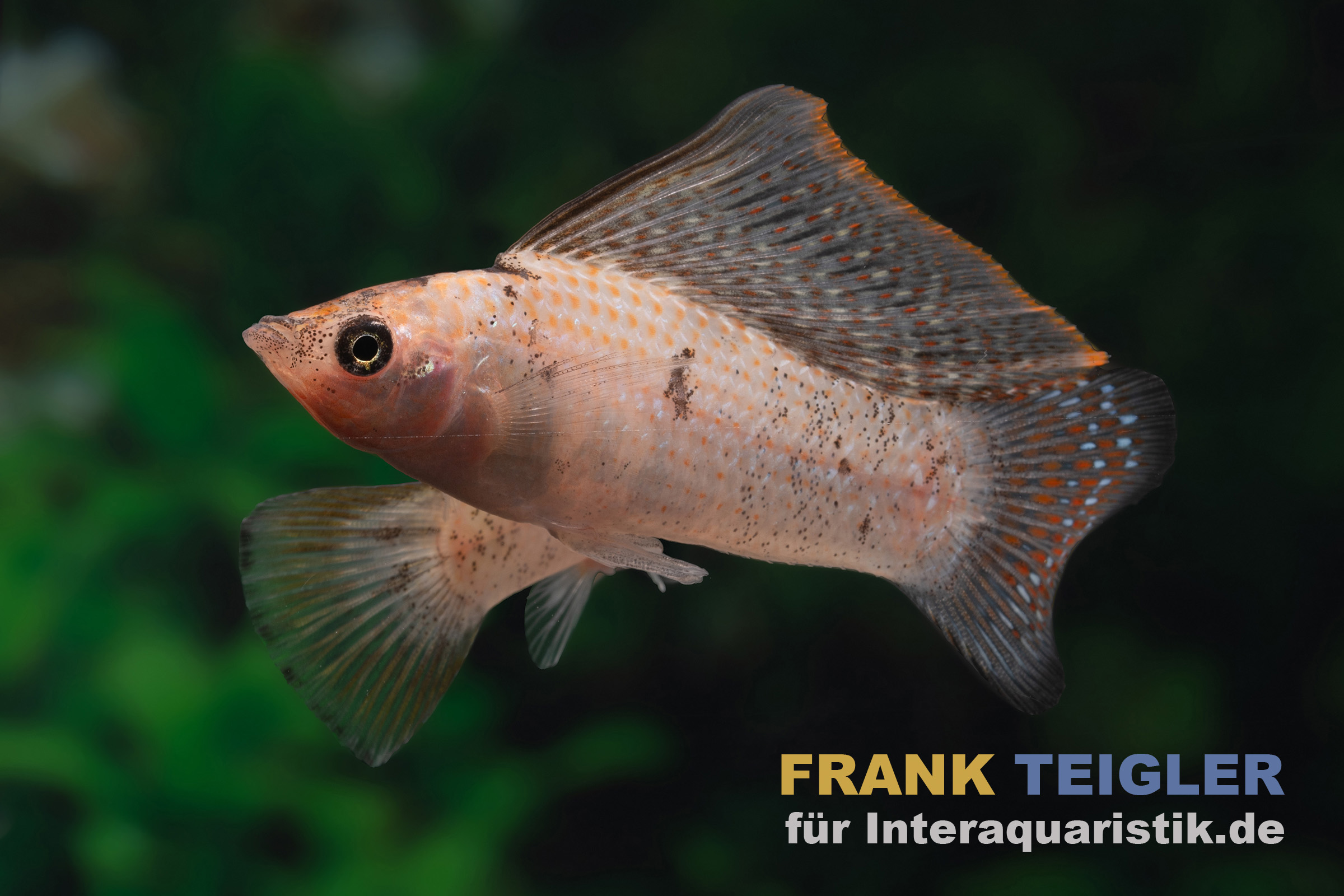 Segelkärpfling Rot Leopard, Poecilia velifera, Premium XL