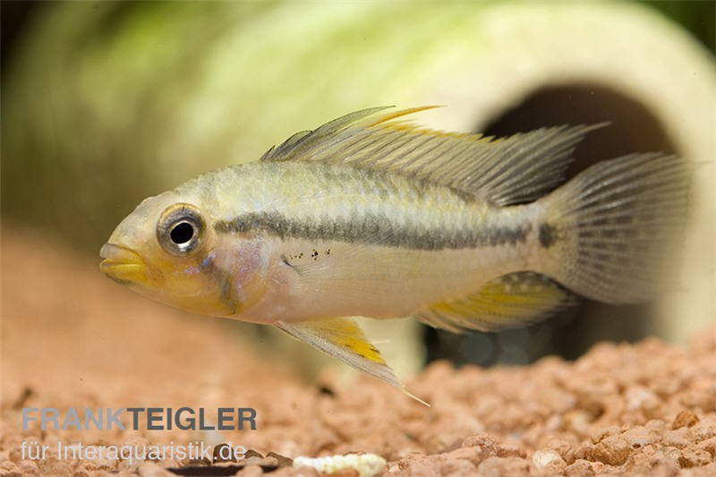 Jurua Zwergbuntbarsch, Apistogramma juruensis, gemischt