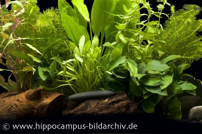 Aquarienpflanzen-Einsteigerset für 80 cm Aquarium, Aquarienpflanzen-Set