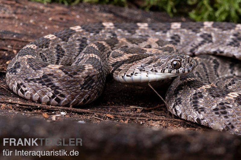 Afrikanische Eierschlange, Dasypeltis scabra